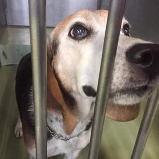 尻尾フリフリ♪ビーグルMixのミッキー君