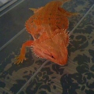 フトアゴヒゲトカゲ