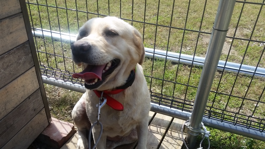 繁殖場よりレスキューラブ 福岡県 犬の里親募集 ペットのおうち 月間利用者150万人