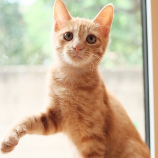 【医療済】甘えん坊で抱っこ大好き♪アイスくん