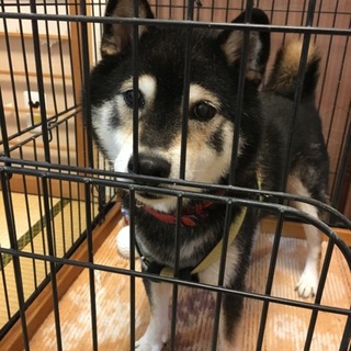 ［交渉中］黒柴くんをお願いします。