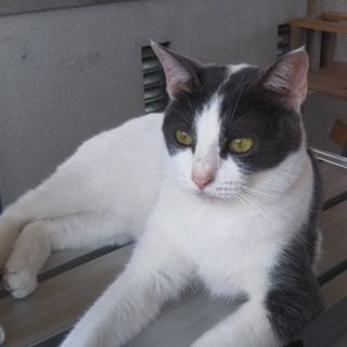 お母さん猫、キキ