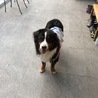 チョコプリ