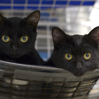 福島から保護してきた４匹の子ねこたちです！