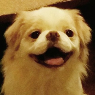 茶狆の男子　６才？