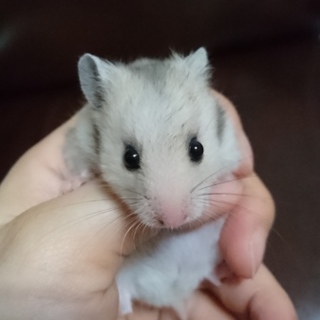 里親様決定★９月９日生まれゴールデンハムスター