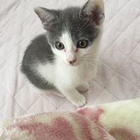ネネ