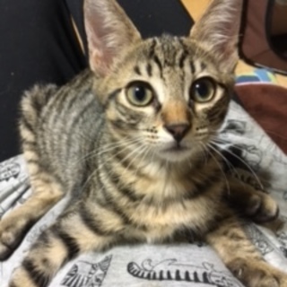キジトラ兄弟