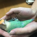 コザクラインコの男の子