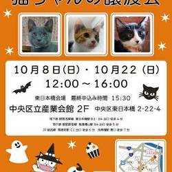 ねこざんまい譲渡会in東日本橋