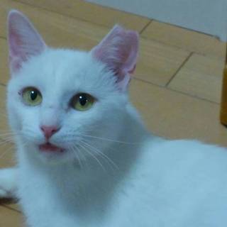 明るくて元気な女の子