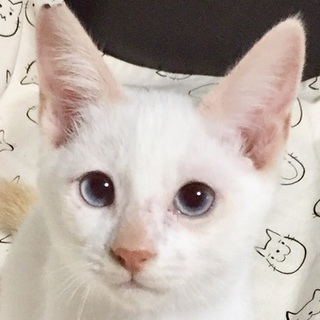 青い瞳の王子さま☆シャムミックスじゅん君