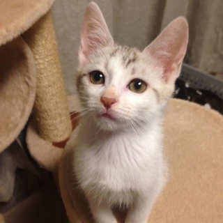 とても美しい仔猫、里親募集します。