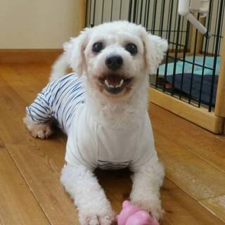 元気！ビション♀鳴子ちゃん