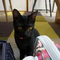かわいい黒猫ののり子ちゃん