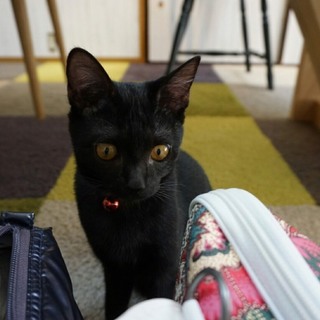 かわいい黒猫ののり子ちゃん