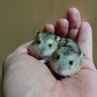 カワイイ可愛いハムちゃんですm(__)m☆