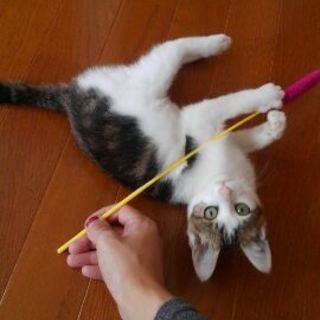 大口猫の会「しじみくん」