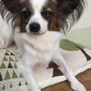 可愛いパピヨン♀お龍