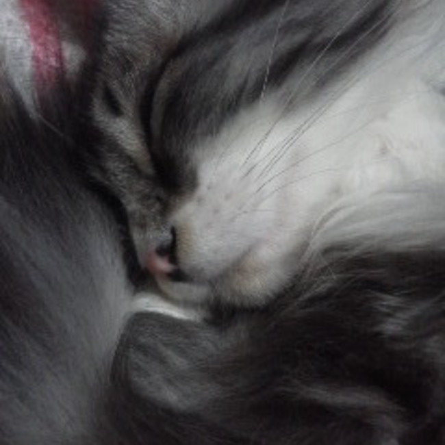 ナナトマのカバー写真