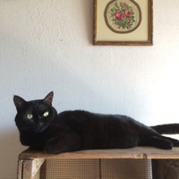 SUKI