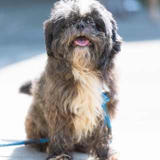 僕をあなたの家族にしてください