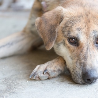 大きい子ですが おだやかな女の子です