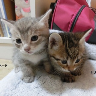  きょうで一か月、家で生まれたきれいな子猫１