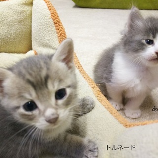 家で生まれたきれいな子猫２