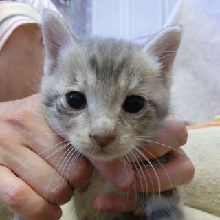 猫ママと人間ママの愛情たっぷり