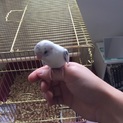 セキセイインコ(メス・7ヶ月)の里親募集