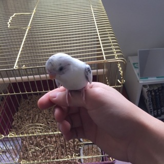 セキセイインコ(メス・7ヶ月)の里親募集