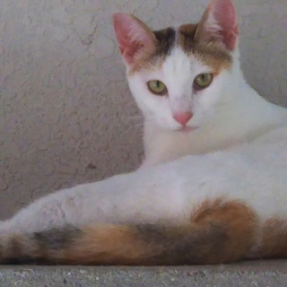 ミミちゃん、里親募集