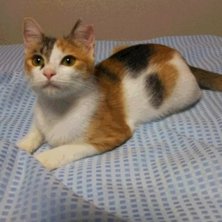 みかんちゃん、里親募集中