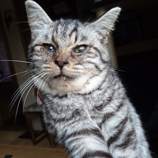 生後2-3週間くらいの子猫です。