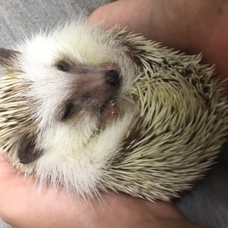 里親募集。可愛い子です！