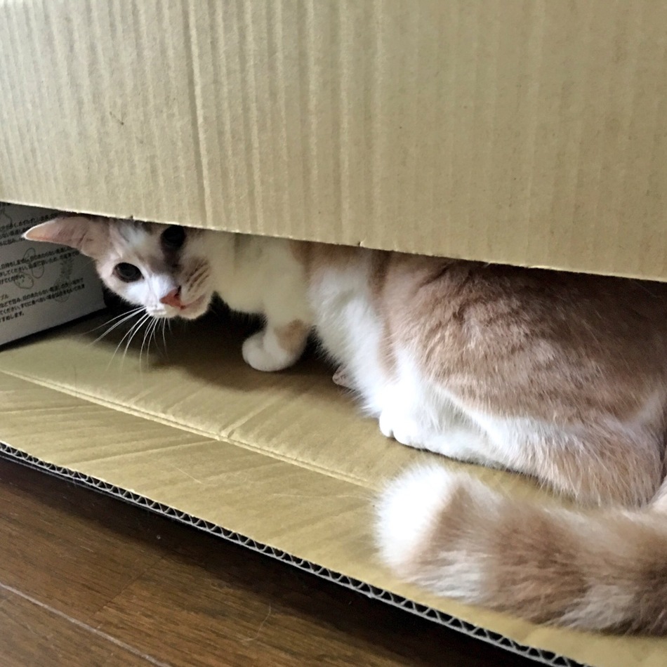 玲文(レイモン)のカバー写真