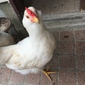 鶏(ボリスブラウンミックス)の里親様募集