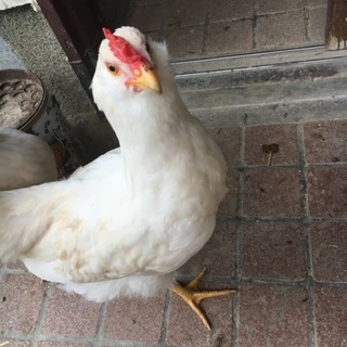鶏(ボリスブラウンミックス)の里親様募集