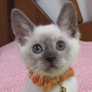 10/15銀座★マロンくん★シャム風ゴロゴロ