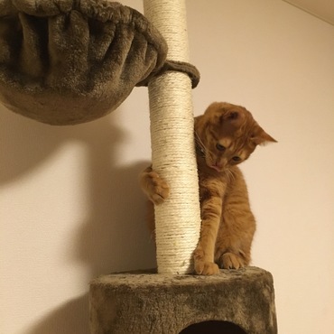 キャットタワーを買いました