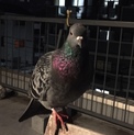 人懐こい土鳩のキョウダイです。（白っぴー）