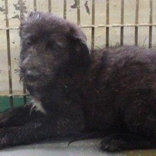 素敵なご家庭に迎えられます。