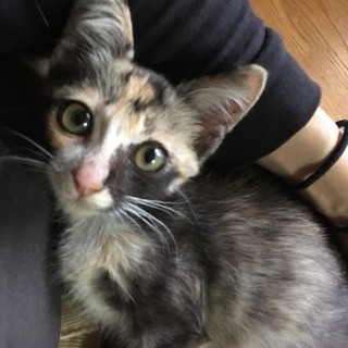 保護した日に膝で寝てしまう、人慣れ抜群の甘えん坊。