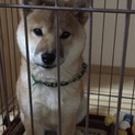 柴犬
