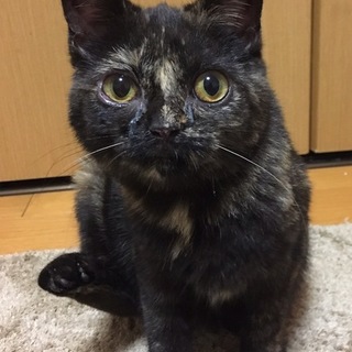 性格器量ともに二重丸のスコ