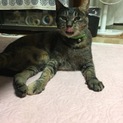 懐っこい 猫ちゃん♪