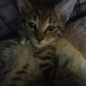 ♀元気いっぱい子猫の里親募集(^o^)