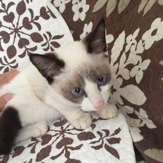 ありがとうございました