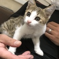 人が大好き！可愛い子猫☆女の子